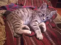 Отдам котят в добрые руки, фотография 2