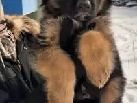 Щенки немецкой длинношерстной овчарки, фотография 7