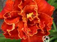 Лилейник мозес файе