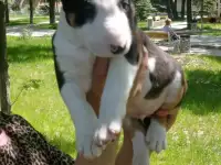 Миниатюрный бультерьер, фотография 3