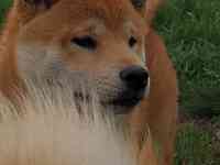 Собака Шиба-ину, фотография 3