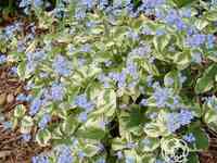 Бруннера вариегата