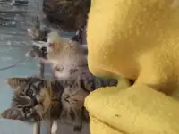 Отдам котят в добрые руки, фотография 4