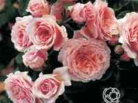 Роза уильям кристи, гийо