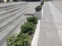 Ландшафтные работы. Озеленение., фотография 12