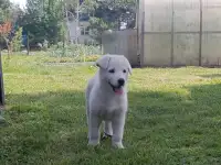 Щенок белой швейцарской овчарки, фотография 7