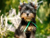 Предлагаю к продаже щенков йоркширского терьера, фотография 5