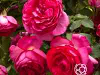 Роза пинк эден роуз, мейян