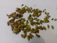 Семена пихты сибирской  Abies sibirica, фотография 2