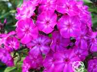 Флокс метельчатый Ханна