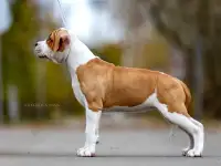 Американский стаффордширский терьер щенки продажа, фотография 4