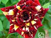 Роза абракадабра, топалович