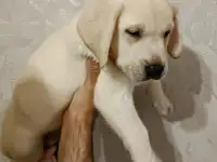 Продаются щенки Лабрадор ретривер, фотография 2