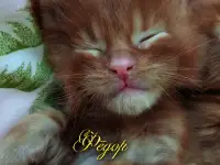 Мейн Кун красный солид. Шоу класс. Питомник, фотография 8