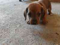 Продаются щенки стандартной гладкошерстной таксы, фотография 3