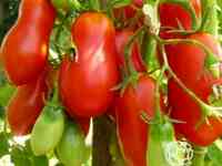 Семена Томат Засолочный деликатес 20шт