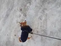 Предлагается чихуахуа мальчик 1 год с документами., фотография 3