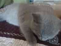 Котята британцы, фотография 2