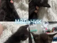 Отдам котят, фотография 5