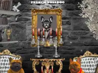 Щенок французского бульдога от чемпионов России, фотография 8