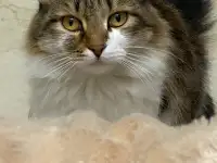 Потерялась кошечка!