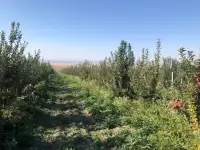 Продаю фазенду сад всеми удобствами, Предгорье, фотография 3