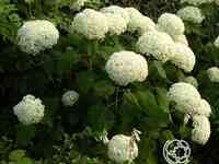 Гортензия анабель