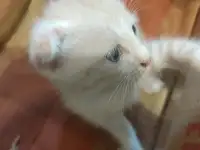 Котенок 1,5 мес, бесплатно! Мама кошка опытный крысолов!, фотография 2