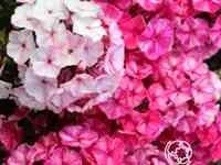 Флокс метельчатый фрикли ред шейдес