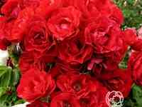 Роза хоуп фо хьюманити канадская парковая п/с