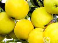 Яблоня папиро янтарное