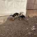 Отдам щенков в хорошие руки!, фотография 3