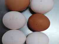 яйцо оптом, фотография 3
