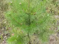 Туя выше 3 метров, сосна живая, берёза, ива, ольха, рябина, рассада., фотография 4