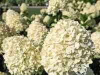 Гортензия коттон крем