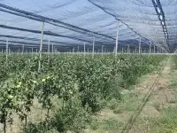 Плодоносящие интенсивный яблоневый и косточковый сады, фотография 6