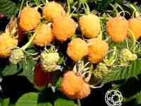 Малина желтый гигант