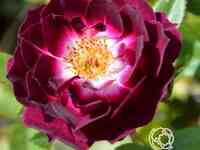 Роза даймонд айс, викс