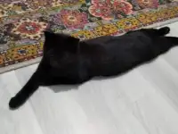 Пропала кошка, фотография 2