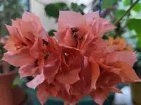 Продам роскошные Бугенвилии, фотография 3