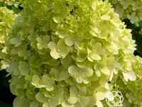 Гортензия канделайт