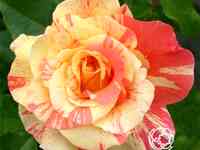 Роза фруит, мейян