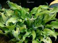 Хоста риппл эфект (sm)