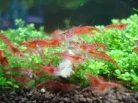 Продаются аквариумные креветки., фотография 2
