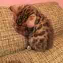 Продам котят. Порода Бенгал, фотография 6