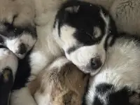 В продаже щенки Алабая, фотография 6