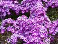 Флокс метельчатый Пикси Миракл