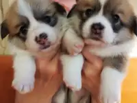 Продам щенков вельш корги пемброк, фотография 7