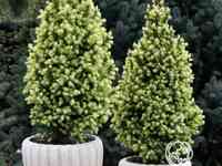 Ель канадская сан оф зе скай