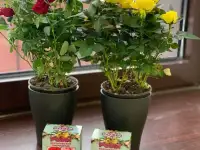 Королевские розы, фотография 2